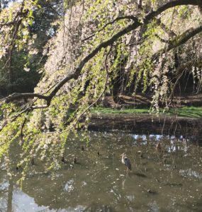 枝垂桜の池にアオサギ