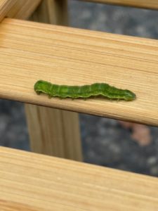 まだいます蝶か蛾の幼虫