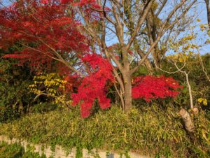 もう終わりの紅葉